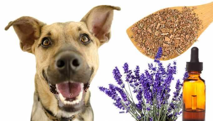 Freshen Up Your Four-Legged Friend With This DIY Stinky Dog Spray