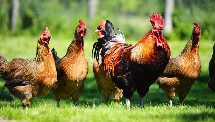 To avoid white stripes, always choose chickens that were raised sustainably.
