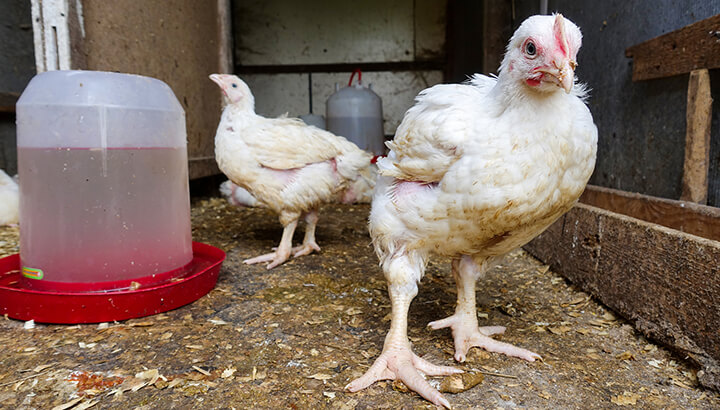 Brown avoids chicken, perhaps because it's often contaminated.