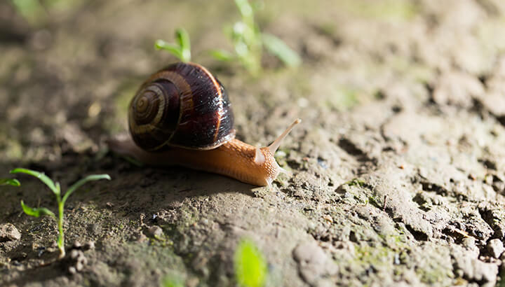 Coke can get rid of snails and slugs in your yard.