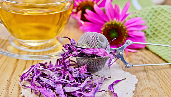 Echinacea is one of the medicinal herbs that can help curb colds.