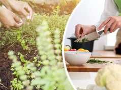 Grow Your Own Medicinal Herb Garden (It’s Easy)