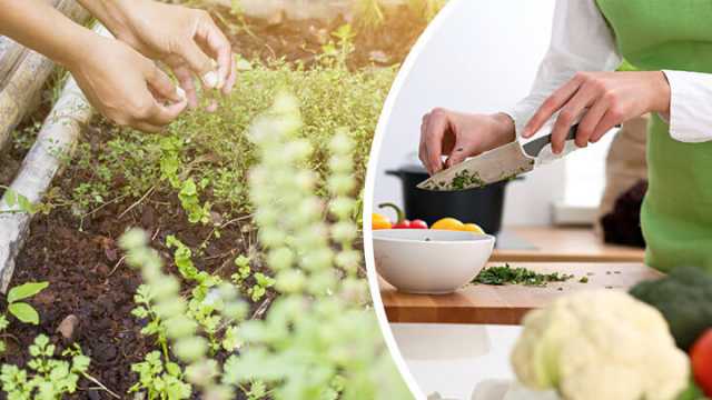 Grow Your Own Medicinal Herb Garden
