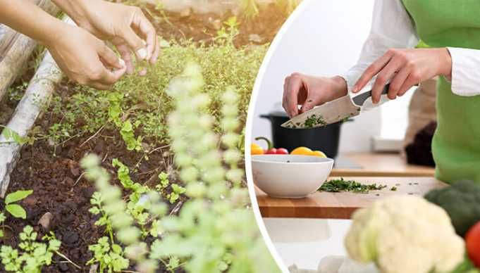 Grow Your Own Medicinal Herb Garden (It’s Easy)