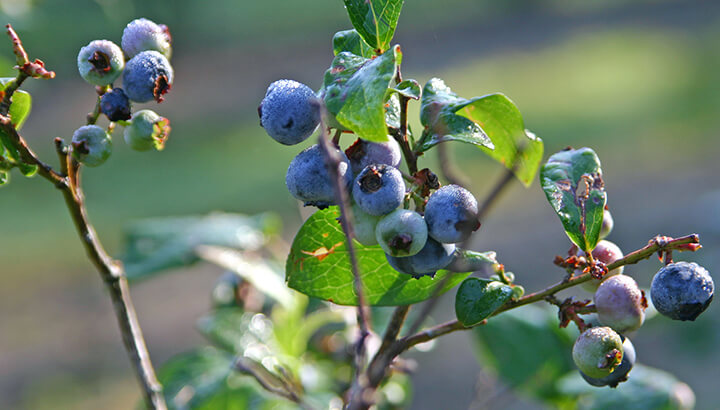 Organic blueberries will be grown without the excessive use of pesticides
