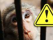 6 Shocking Reasons You Need To Rethink Your Trip To The Zoo (And Where To Go Instead)