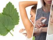 9 Benefits Of Patchouli