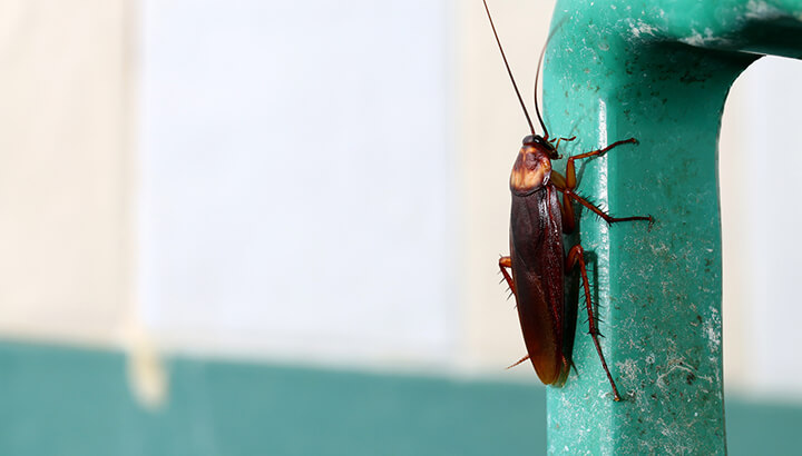 Cockroaches sometimes hide in fountain soda machines.