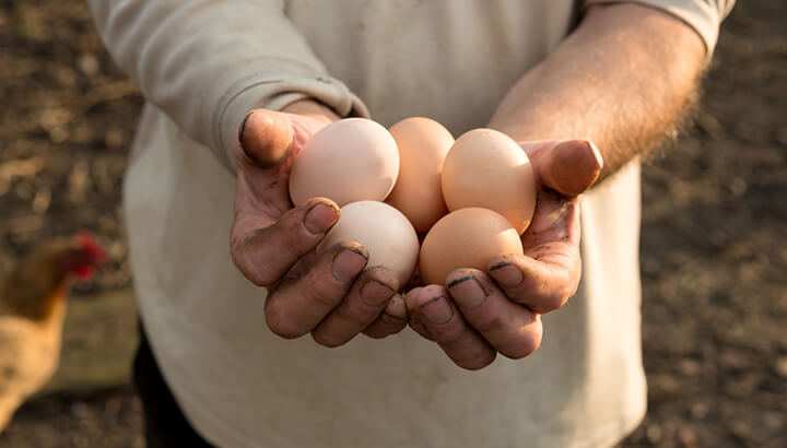 Backyard chickens may provide eggs with more nutritional benefits.