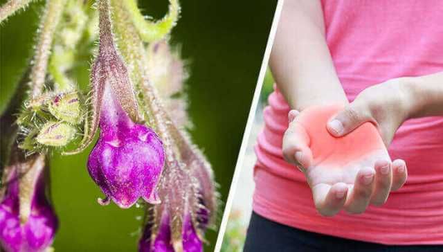 5 Health Benefits Of Comfrey