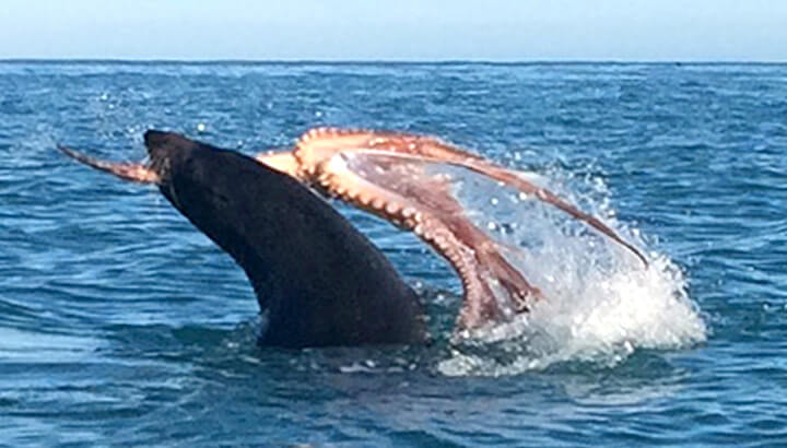 An octopus and seal fight to the death off the coast of New Zealand. (Courtesy of Caters News)