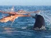 Epic Sea Battle Between Octopus And Seal Caught On Video
