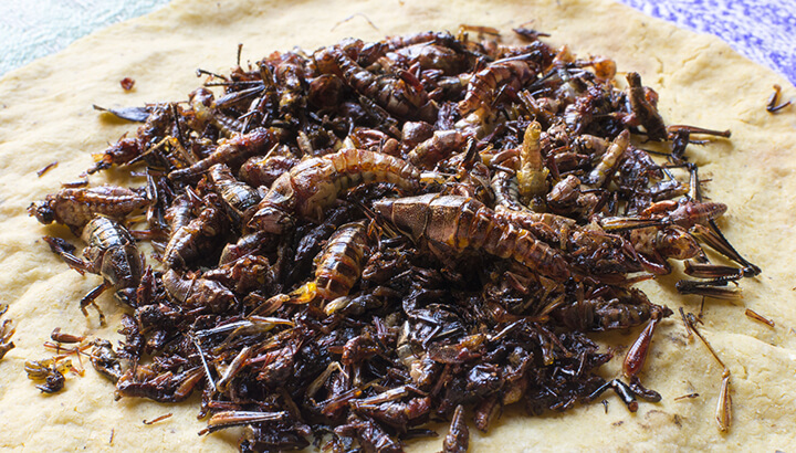 Crickets are one paleo cuisine high in protein.