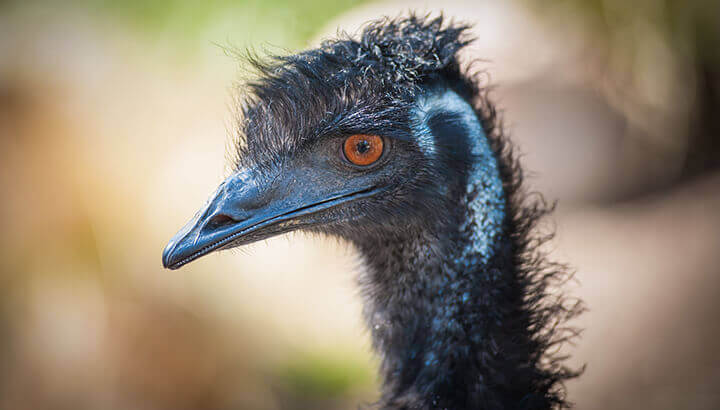 Emu oil contains essential fatty acids and vitamins.