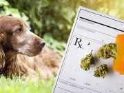 Should You Give Your Pet Medical Marijuana For Arthritis?
