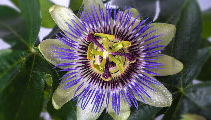 Research shows that passionflower is effective for generalized anxiety disorder