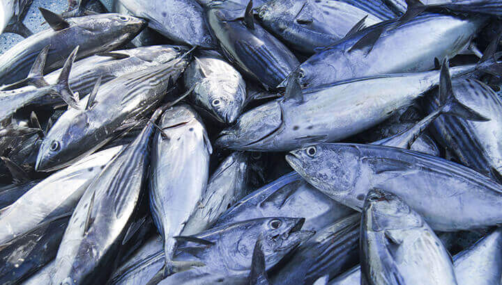 Canned tuna may come from fishing with FADs, which is destroying precious ecosystems.