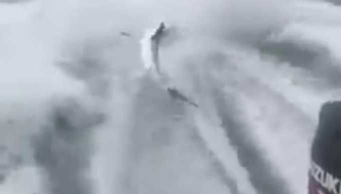 Video Captures Fishermen Savagely Dragging Shark