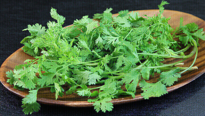Jal jeera water made with cilantro can help stabilize blood sugar levels.