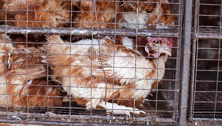 Most birds that get turned into mechanically separated poultry come from factory farms.