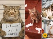 Is It Ethical To Keep Cats As Pets? What The Experts Say