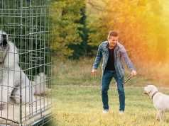 If Your Dog Licks Their Own Hair Off, This Is What It Means