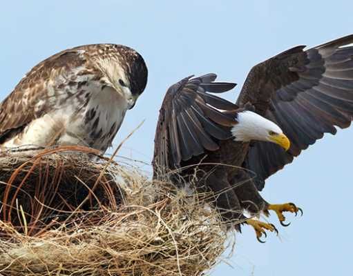 This Hawk Was Raised By Eagles — And Now He’s Part Of The Flock