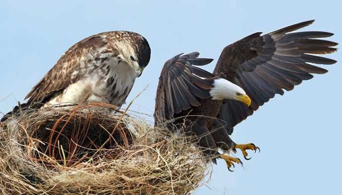 This Hawk Was Raised By Eagles — And Now He’s Part Of The Flock