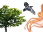 Strange Minds: Things We Can Learn From Trees, Octopuses And Birds