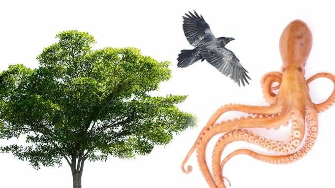 Strange Minds: Things We Can Learn From Trees, Octopuses And Birds