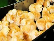 Investigative Report: How Common Is Male Chick Grinding In America? (Warning: Graphic Video)