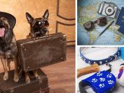 9 Rules For Traveling The World With Your Pet
