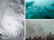 How A Monster Like Hurricane Irma Shakes The Animal Kingdom