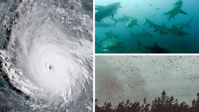 What happens to wildlife during a hurricane