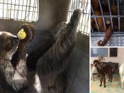 Mo the Sloth and Other Animals Sent to Jail to Ride Out Irma