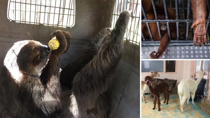 Mo the Sloth and Other Animals Sent to Jail to Ride Out Irma