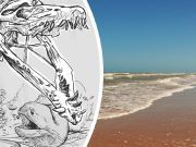 Frightful Sea Creature Washes Ashore On Texas Beach