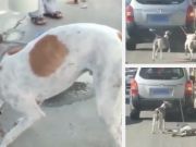 WATCH: Man ‘Trains’ Race Dogs By Dragging Them Behind Car
