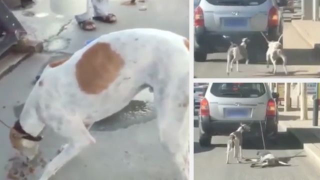 Dogs tied to back of car in China