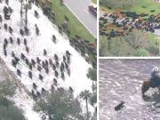 Hundreds Of Cows Evacuated From Florida Ranch
