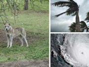 Ahead Of Irma, Florida Pet Owners Illegally Chaining Dogs To Trees And Cars