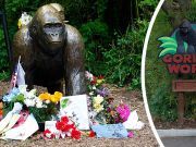 One Year Since Harambe’s Death, Zoo Gets Gorilla Replacement