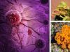4 Strange Cancer Remedies That Have Really Worked