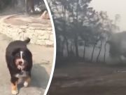 Dog Survives California Wildfires And Has Heartwarming Reunion With Family