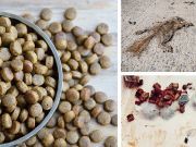 Are Roadkill And Shelter Pets In Your Dog Food? Here’s How To Know