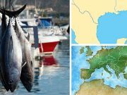 If Your Tuna Was Caught HERE, It’s 36X More Toxic Than Other Fish