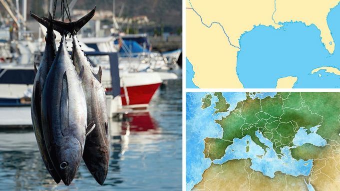 If Your Tuna Was Caught HERE, It’s 36X More Toxic Than Other Fish