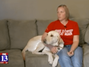 Veteran Kicked Out Of Bar Because Of Service Dog