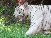 Tiger Cubs Maul Zoo Aide To Death