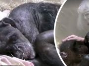 Dying Chimp Recognizes Old Friend And Her Reaction Is Heartbreaking